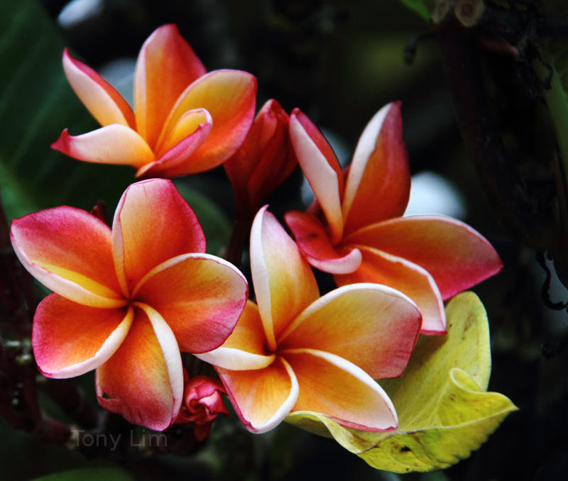 thailand flowers