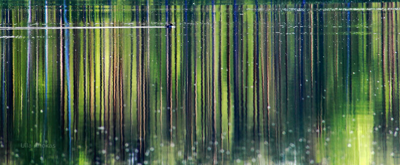 Duck, pond, water, reflections, Finland.