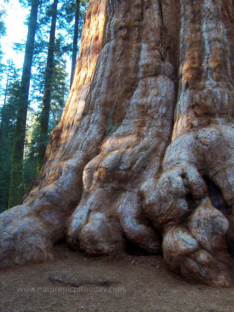 Giant Sequoia, Sequoia National Park, CA.