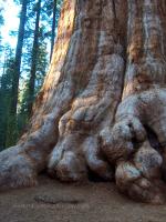 Giant Sequoia, Sequoia National Park, CA.