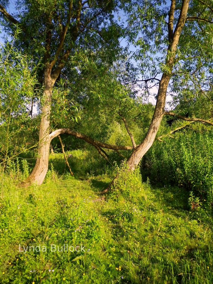 Summer day in Hertfordshire, England