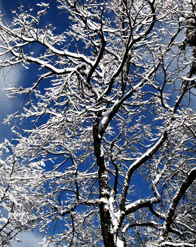 Snow covered tree in Italy.