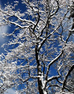 Snow covered tree in Italy.