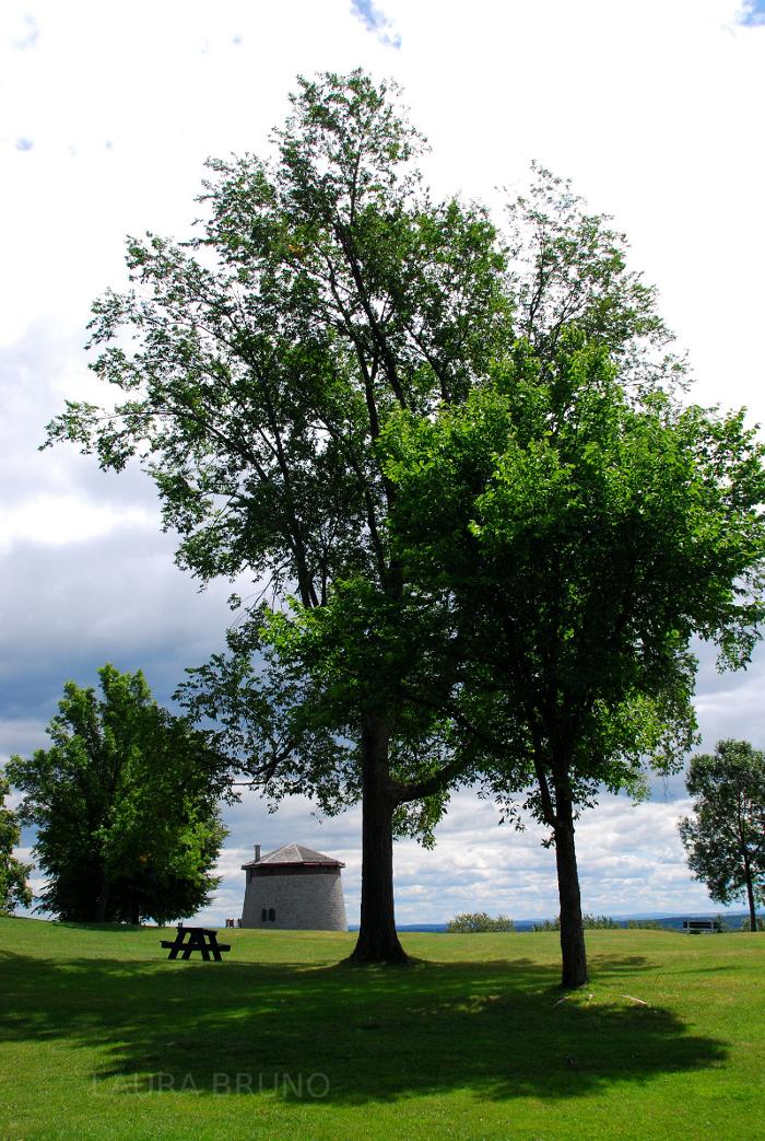 Picnic table under a tree in Brazil.