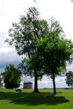 Picnic table under a tree in Brazil.