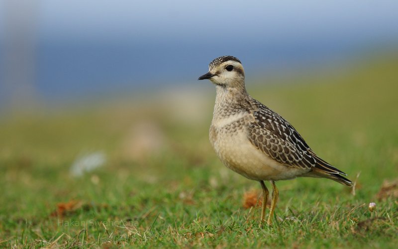 Eurasian Dotterel in Morups Tange, Sweden.