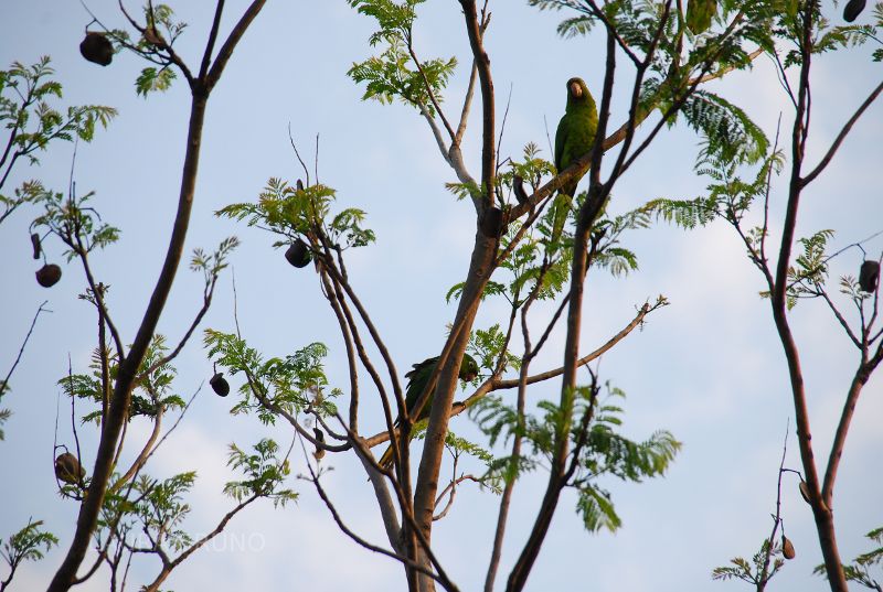 Parrots in Brazil.