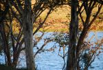 Trees and water.