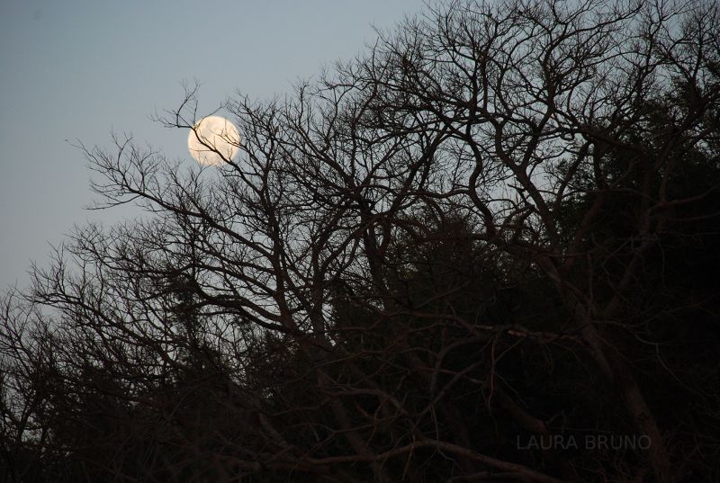 Moon silhouetted through trees.  