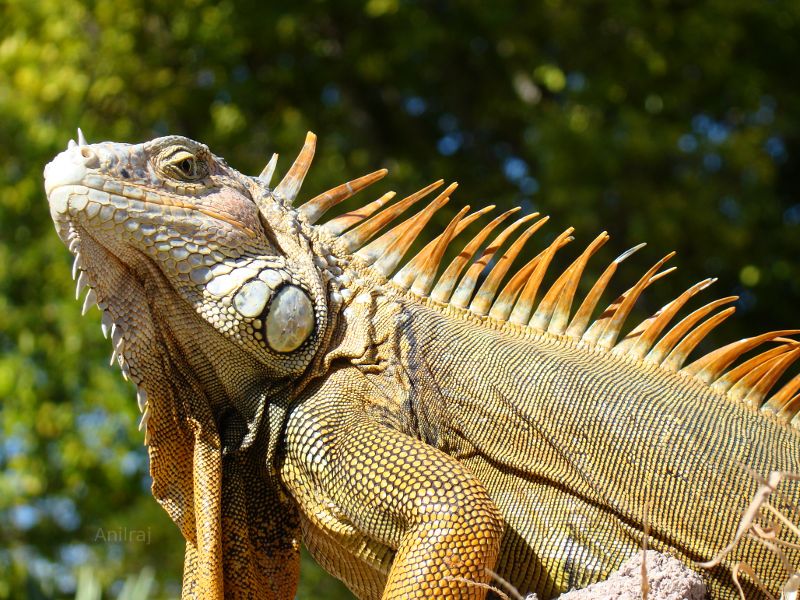 Iguana at Miami Sea Aquarium.  Florida vacation.