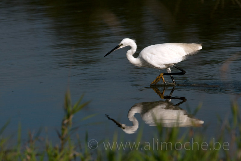 Sologne, France. Little Egret.