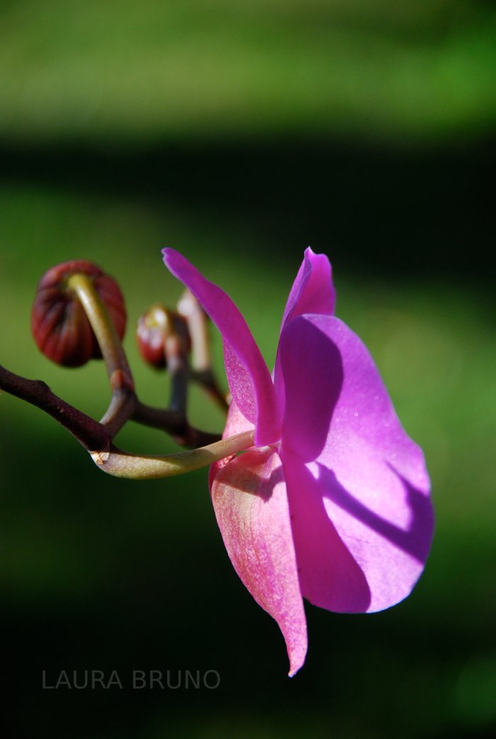 Pretty pink flower.