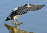 American Wigeon, Surprise, AZ.  Ducks.