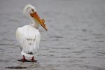 White Pelican, Denver, CO