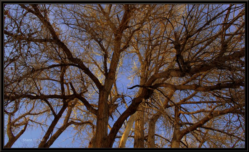 Deciduous tree, no leaves, leaf removal.