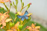 Blue Butterfly in Vinhedo, SP, Brazil.  