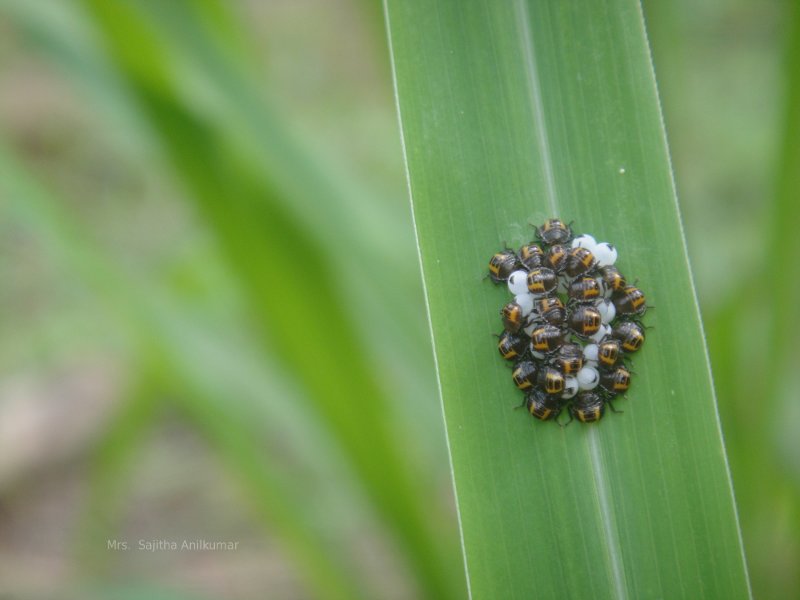 Nature picture in India.  Indian nature.