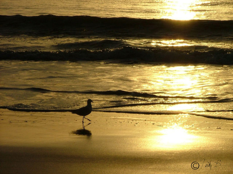 Seagull, Emu Park, Australia.  Nature picture in Australia.