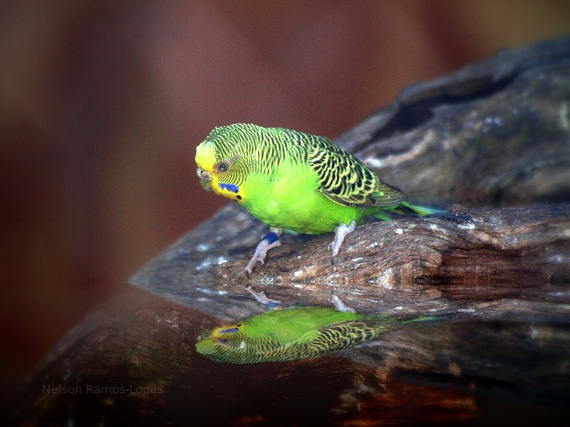 Australian Budgerigar, parakeet, parrot.