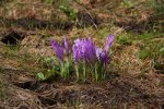 Purple flowers sprouting through old, decomposing leaves.