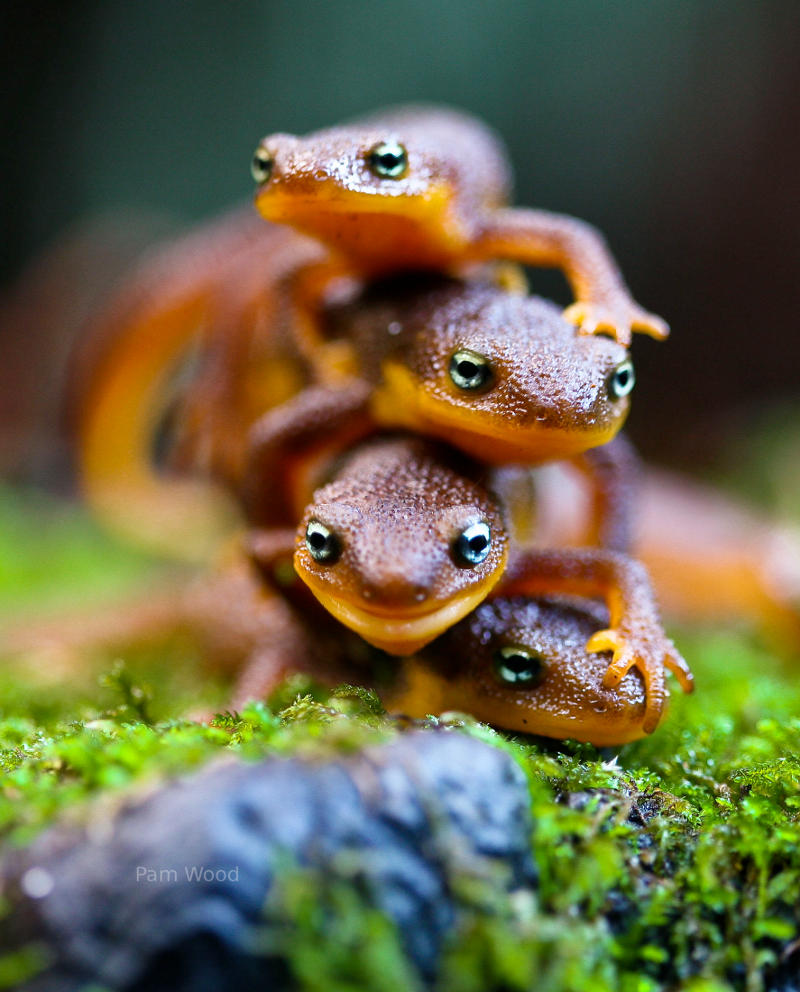 salamanders, camera flash, macro lens.