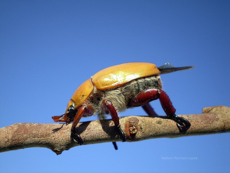 Australian Christmas Beetle.  Adelaide, Australia.