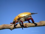Australian Christmas Beetle.  Adelaide, Australia.