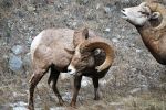Bighorn sheep, antlers, horns, rattles.