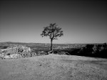 Lone tree.  Binoculars.  Telescopes.