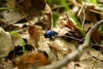 Dung beetle.  Compost.  Fertilizer.