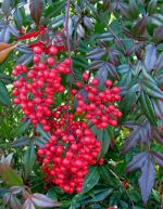 Nandina.