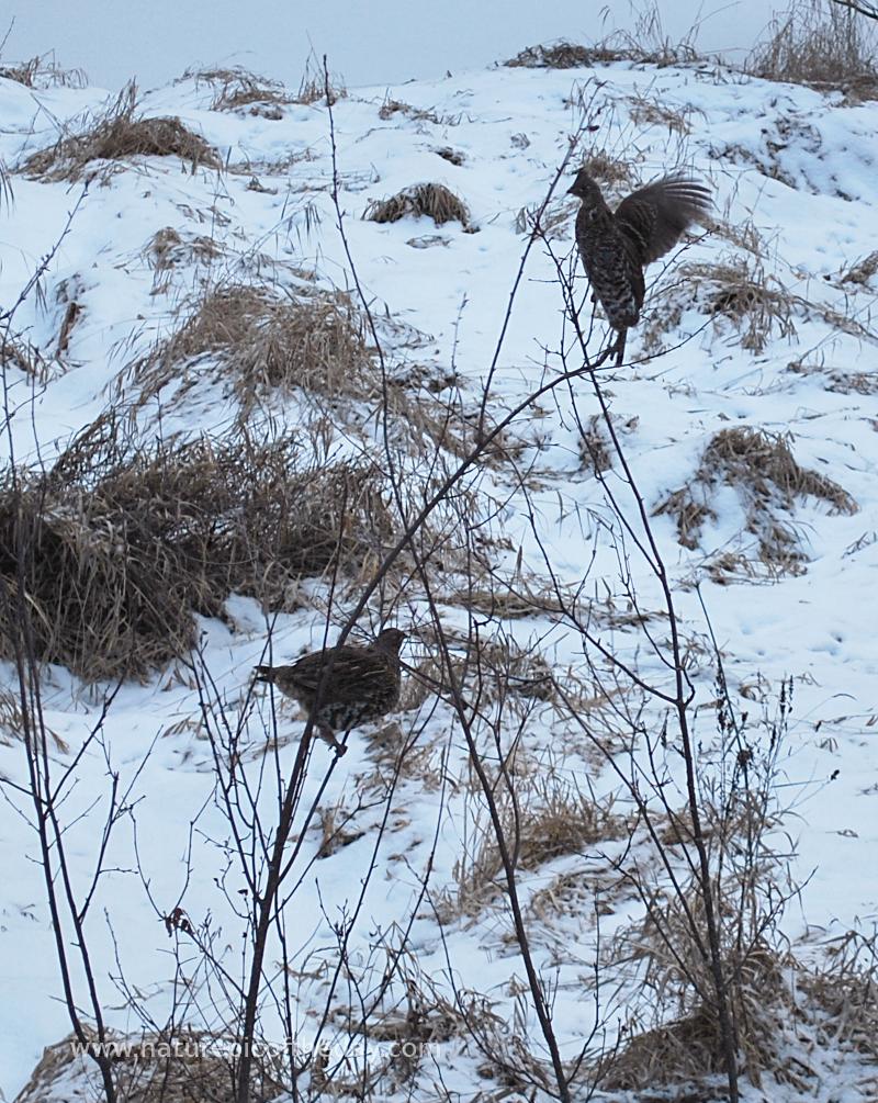 Roughed Grouse.