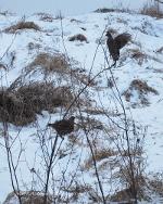 Roughed Grouse.