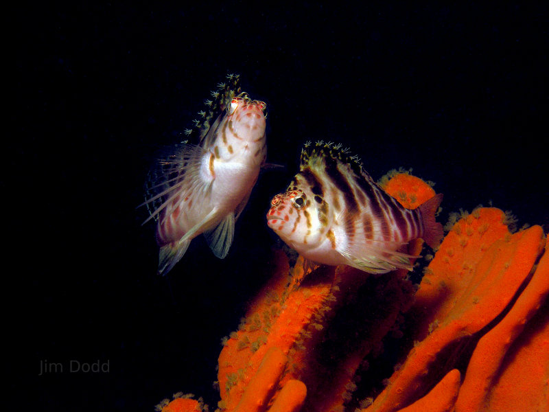 Blotched Hawkfish.  Underwater photography.  Scuba diving.