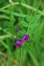 Common Vetch