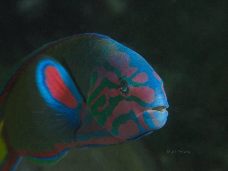 Halifax Park Marine Reserve Nelson Bay NSW Australia