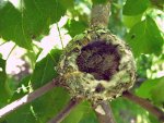 Hummingbird babies.  Hummingbird feeders, hummingbird food.