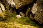 Marmot in Spain.  Tour Spain, vacation in Spain.