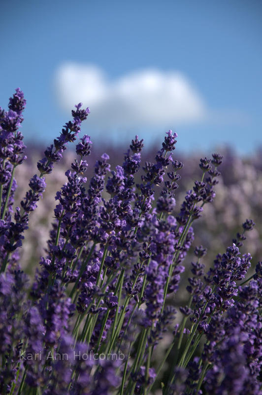 Lavender Festival, Sequim, WA.