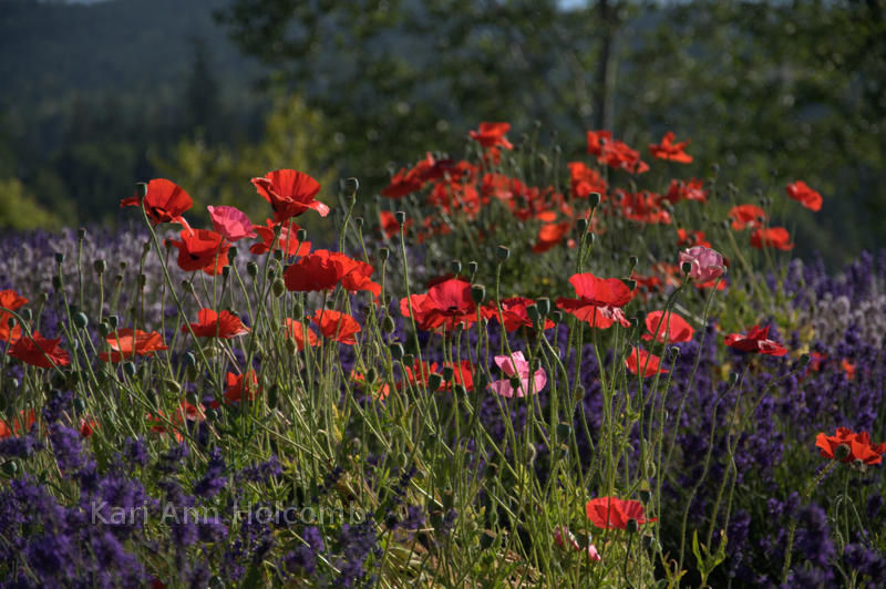 Red Poppies at the Lavender Festival in Sequim, WA.