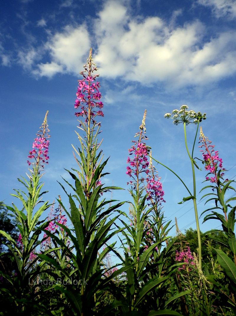 Rosebay Willow Herb in Hertfordshire, England.  Bicycle, bike ride.