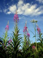 Rosebay Willow Herb in Hertfordshire, England.  Bicycle, bike ride.