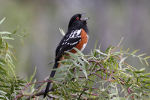 Spotted Towhee.