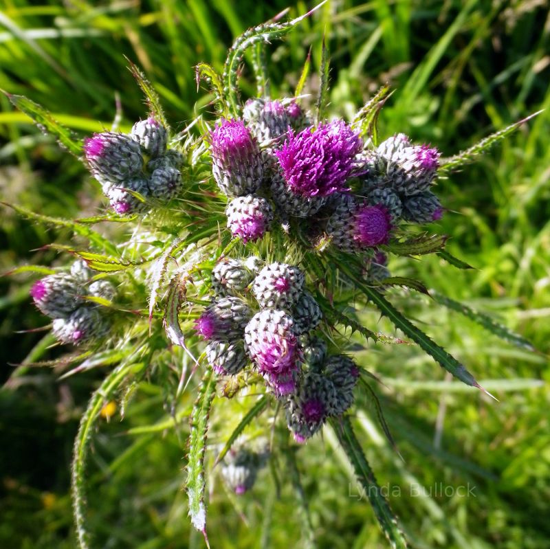 Thistle in Croxley Common Moor, Herts, UK.