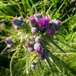 Thistle in Croxley Common Moor, Herts, UK.