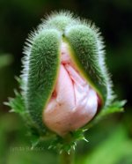 Poppies, budding flowers.