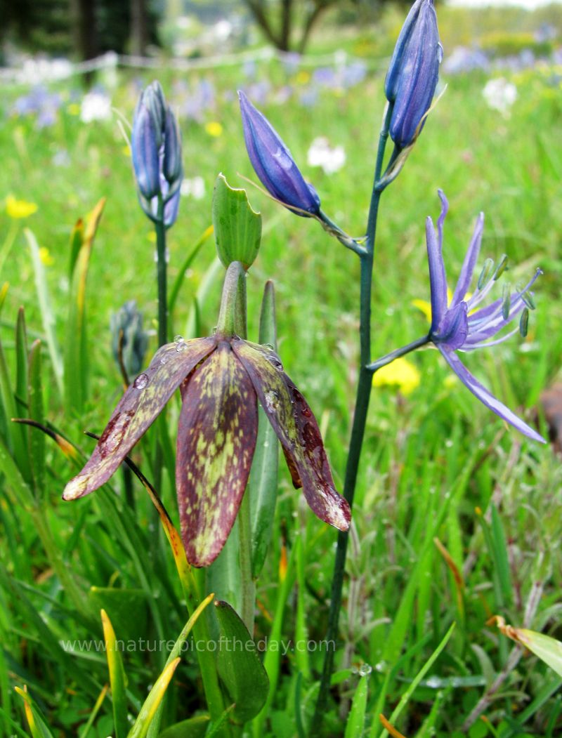 Chocolate Lily.  Chocolate.  