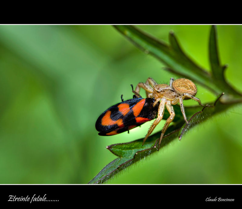 Spider preparing lunch.  France.