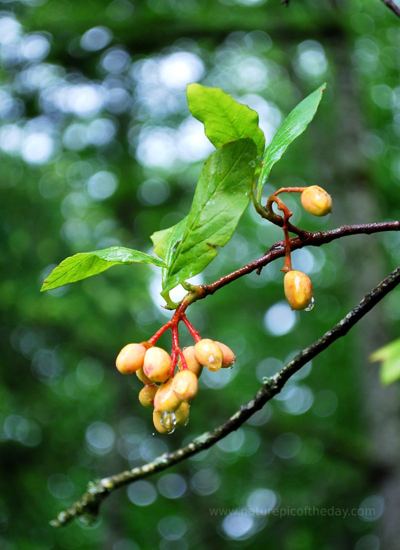 Osoberry, native plants, fruit trees.