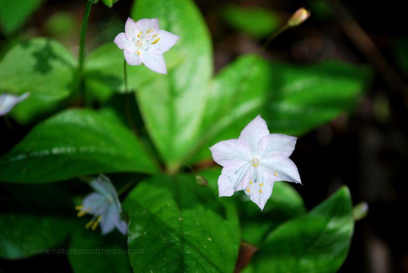 Flowers, pretty sparkles.